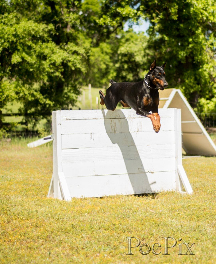 Santa Rosa, CA In Home Dog Boarding