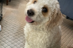 Request Quote: Affordable and Loving Pet Sitting Care - Iselin, NJ