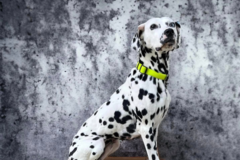 Request Quote: Flight Nanny or Pet Transport - Nationwide