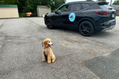 Request Quote: Personal Pet Chauffeur - Pet Taxi Service - Charlotte, NC