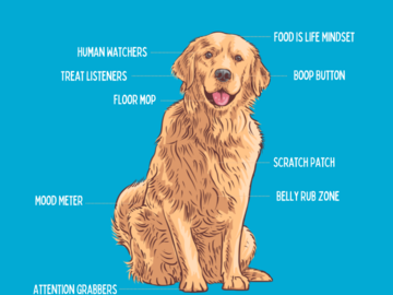 anatomy of a dog