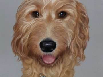 This 11" x 14" pastel drawing of a labradoodle was created by pet artist Heather Mitchell, for a client who commissioned the artwork. 