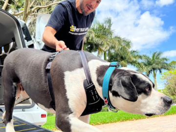 Pet Taxi uses ramp to help senior dog get out of vehicle safely