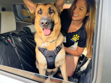 Pet-safety seatbelt and harness provided when your dog rides with The Pet Taxi