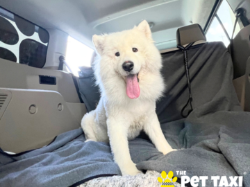 Orthopedic pet bed for senior dog