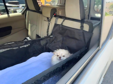 Booster seats available for your low-riding pup to enjoy the view!
