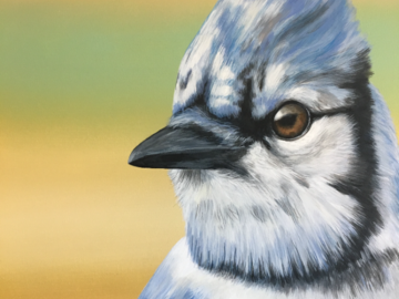 Bluejay portrait
