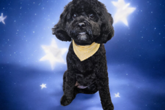 Request Quote: Express Mobile Dog Grooming - Grove City, OH
