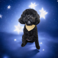 Express Mobile Dog Grooming - Grove City, OH
