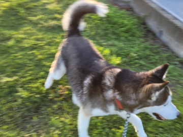 Transported Husky