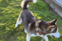 Request Quote: East Coast Location - Pet Transport - Ann Arbor, MI
