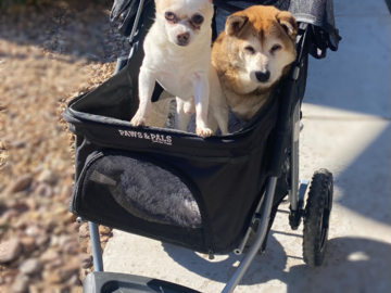 Taking the fur babies for stroll! Dogs Cruising in stroller.