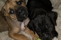 Request Quote: Drop In Visits - Overnight In Home Pet Sitting - New Orleans, LA