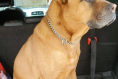 Request Quote: RTS Pet Concierge - Pet Transportation - New Orleans, LA