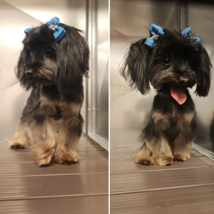 New Orleans, LA Baronne Street Pet Grooming