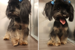 Request Quote: Baronne Street Pet Grooming - New Orleans, LA