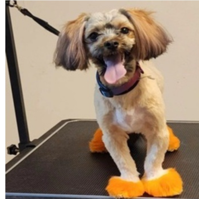 New Orleans, LA Baronne Street Pet Grooming