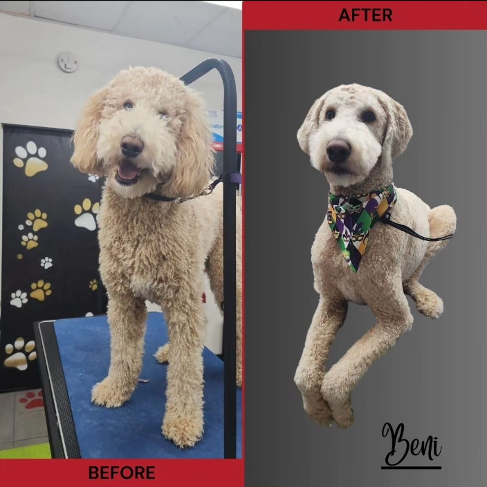 New Orleans, LA Baronne Street Pet Grooming