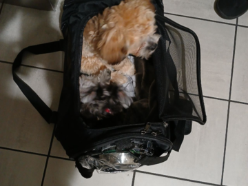 Maddi left her crate to join Murphy :-)