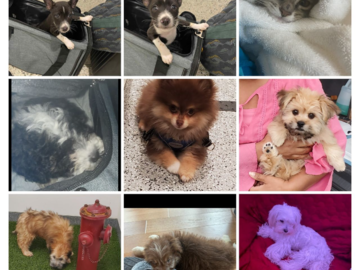 Happy pets collage