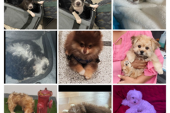 Request Quote: L.E.W.T. Pet TransportFlight Nanny Services - Nationwide