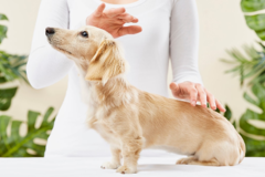 Request Quote: Reiki and Animal Communication Love  - Nationwide