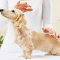 Reiki and Animal Communication Love  - Nationwide