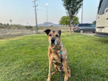 Goodest Boy :)