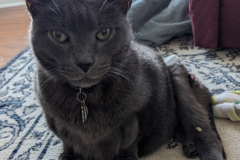 Request Quote: Animal Communication and Animal Reiki - Nationwide
