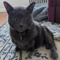 Animal Communication and Animal Reiki - Nationwide