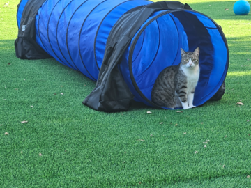 Resident cat