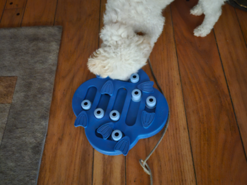 Fooid puzzles for enrichment
