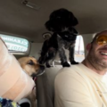 George Macneill - Pet Transportation Services - Nationwide