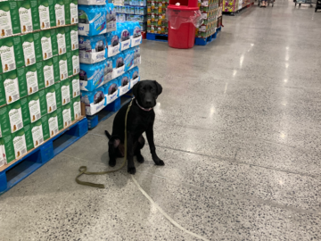 Service dog training in Costco