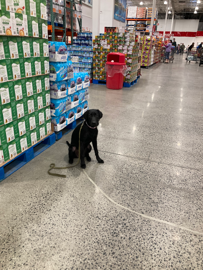 Westfield, MA Canine Learning Center Certified Dog Trainer