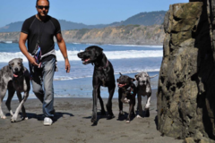 Request Quote: Dog Behaviorist and Service Dog Trainer - San Francisco, CA