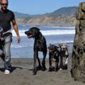 Dog Behaviorist and Service Dog Trainer - San Francisco, CA