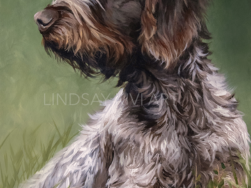German Wirehaired Pointer