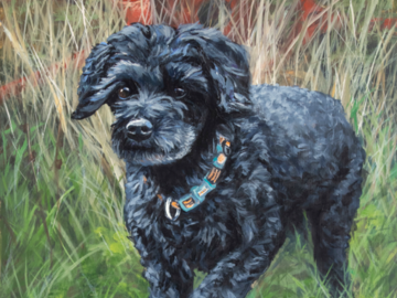 Toy Poodle