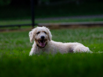 Dog (Lando) Laying in Grass