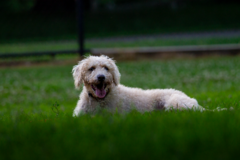 Request Quote: Family Pet Photography - Duluth, GA