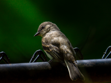 Bird on a fence while the sun shines on it