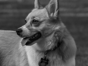 Corgi (Tsuki) Looking off frame during photoshoot