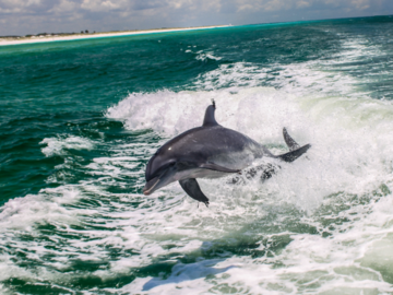 Dolphin breaching water