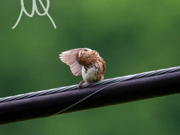 Bird Cleaning it's wing after a rainstorm
