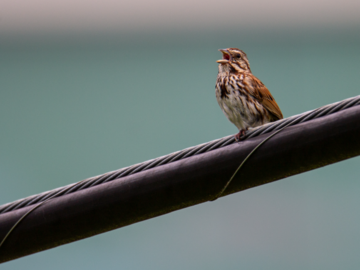 Bird Chirping