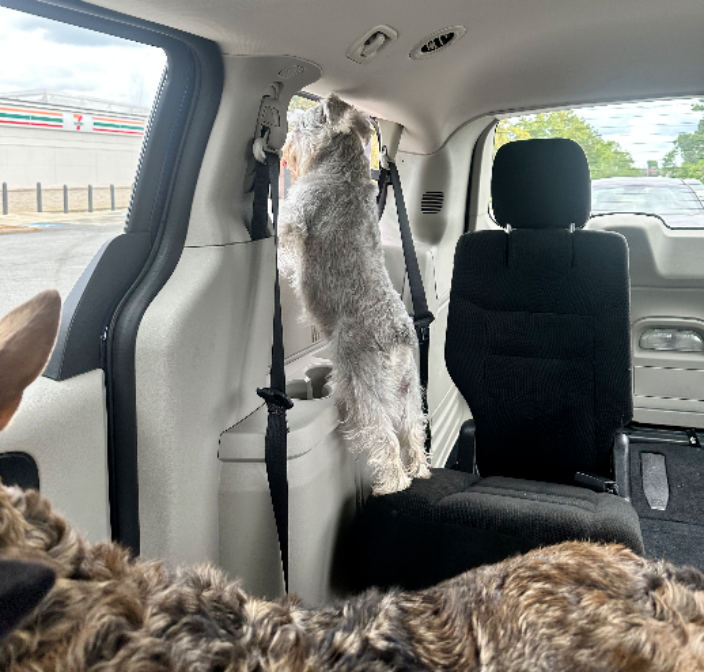 Anderson, SC Ana and Vanessa’s Paw Mobile Pet Transportation