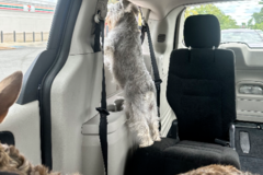 Request Quote: Ana and Vanessa’s Paw Mobile - Pet Transportation - Nationwide