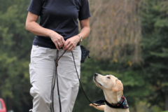 Request Quote: Strengthen Your Canine Human Bond - Dog Training - Vienna, VA