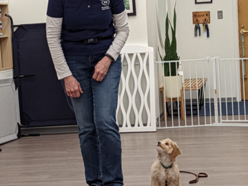 Puppy Training